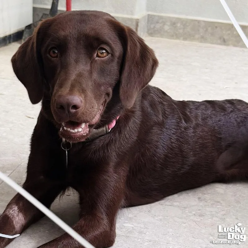 A young medium-sized female Labrador Retriever dog named Kira for adoption in Washington, DC