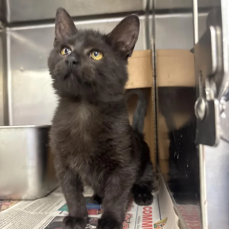 A baby medium-sized female Black Domestic Medium Hair cat named Bowzer for adoption in Springtown, TX