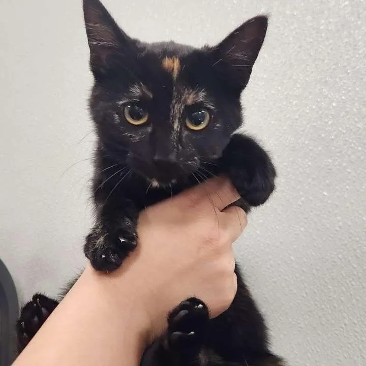 A young small-sized female Tortoiseshell cat named Smudge for adoption in Crockett, CA