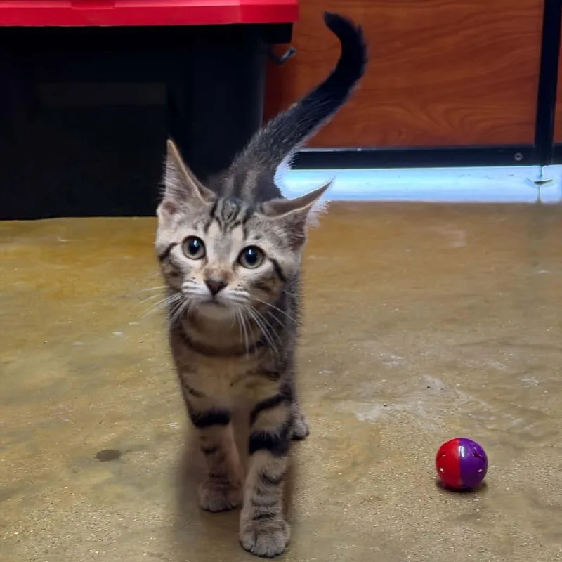 A baby medium-sized female Tabby (Brown / Chocolate) Domestic Short Hair cat named BooBoo for adoption in Martinsville, IN