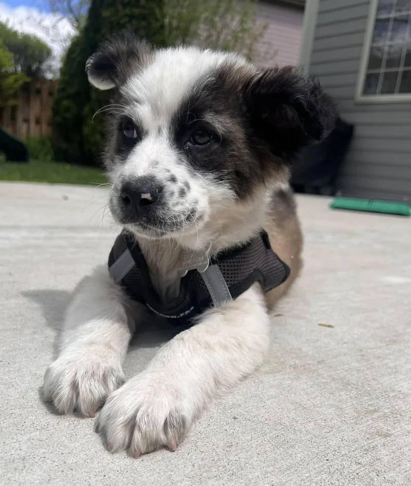 A baby large-sized male Great Pyrenees dog named Bandit for adoption in Palatine, IL