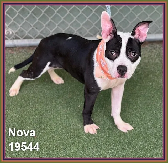 Nova thumbnail 2