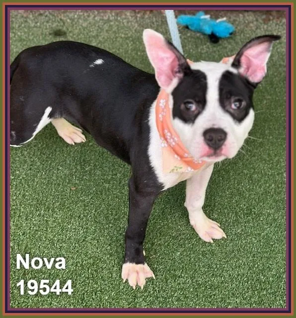 Nova thumbnail 3