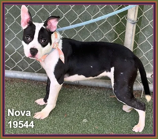 Nova thumbnail 5