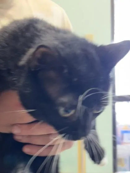 A young medium-sized male Domestic Short Hair cat named Inigo $ for adoption in Seneca, SC