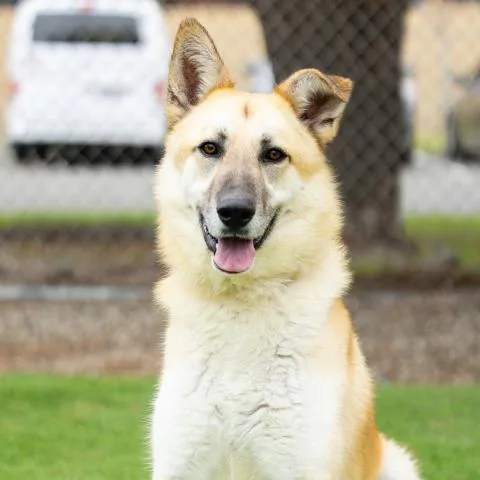 A young large-sized male German Shepherd Dog dog named Ozzie for adoption in Camarillo, CA
