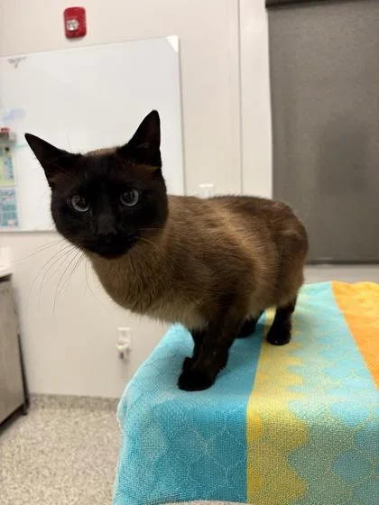 An adult medium-sized male Cream / Ivory Siamese cat named Griseldo for adoption in Kansas City, MO