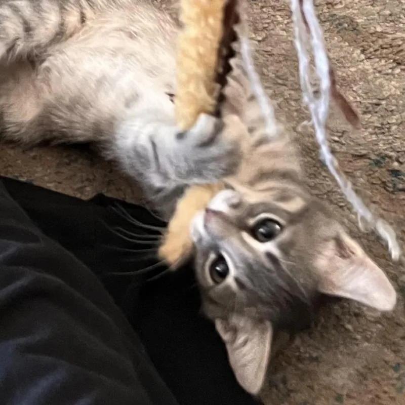 A baby small-sized female Domestic Short Hair cat named Nuka for adoption in Santa Rosa, CA