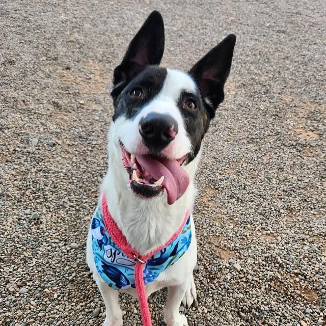 A young large-sized male Pit Bull Terrier dog named Buster for adoption in Mesa, AZ