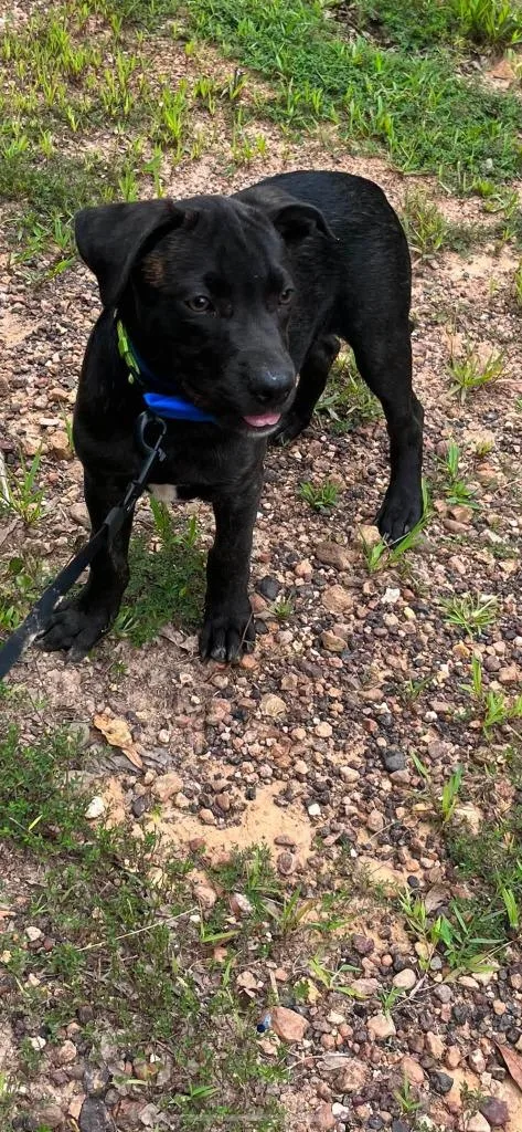 A baby large-sized male Mixed Breed dog named Cerberus for adoption in Fond Du Lac, WI