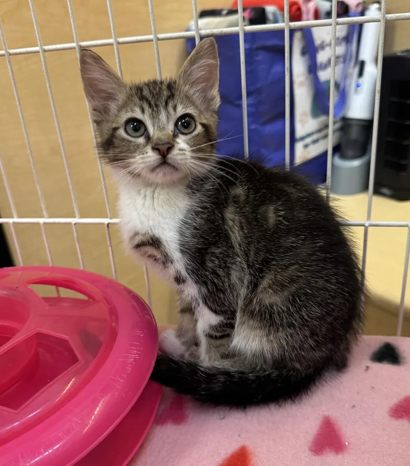 A baby medium-sized male Tabby (Brown / Chocolate) Tabby cat named Matlock for adoption in Albuquerque, NM