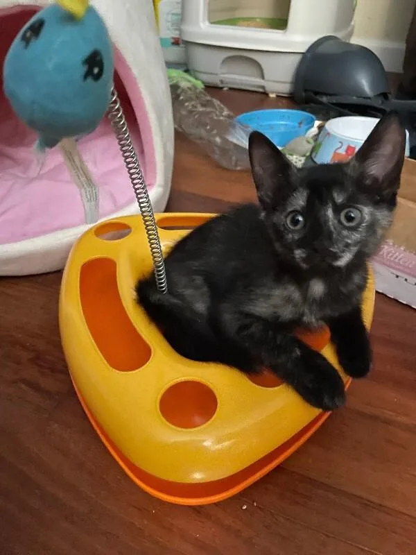 Umbreon