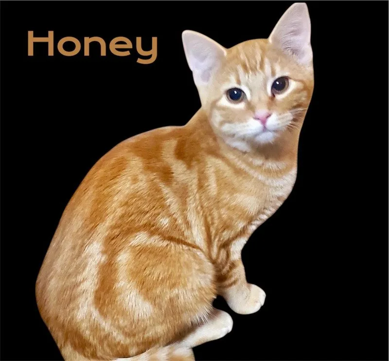 Honey