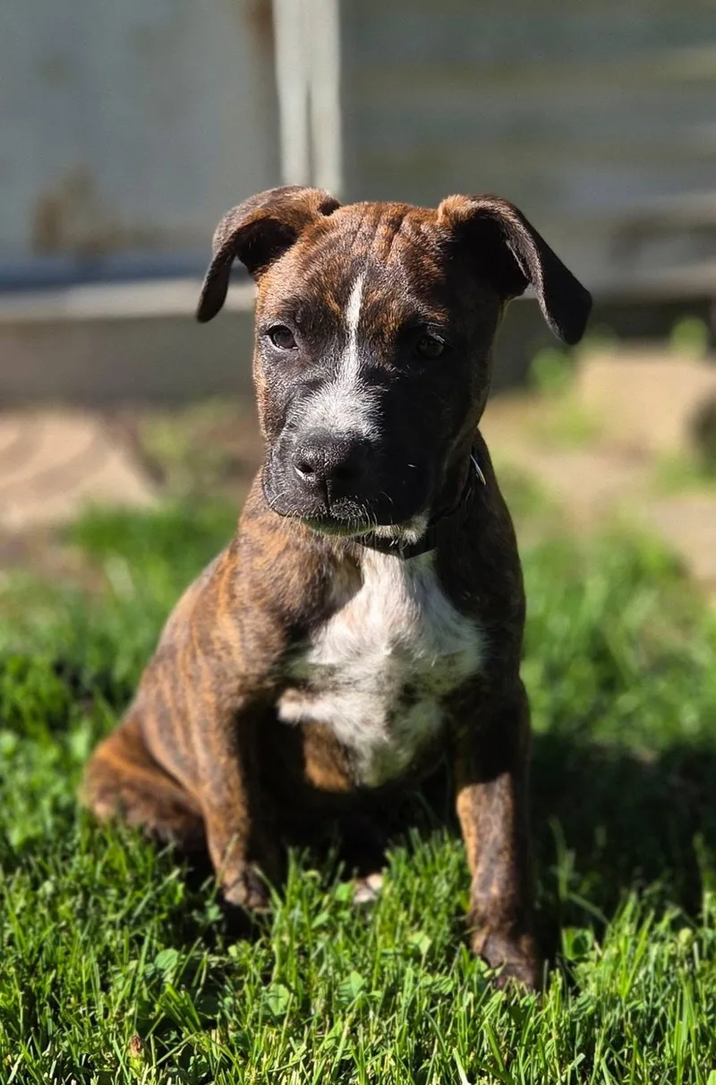A baby large-sized male Brindle Mixed Breed dog named Marlon for adoption in Detroit, MI