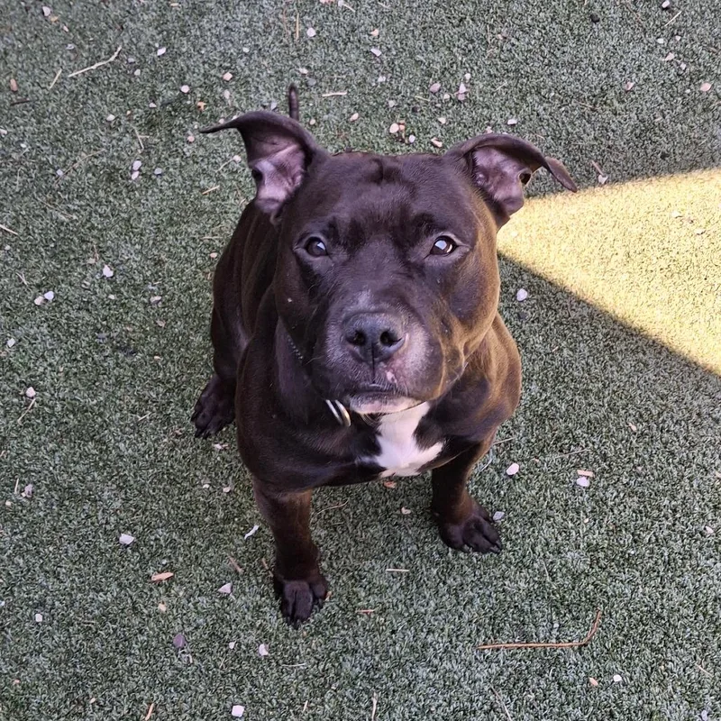 An adult medium-sized male Black Mixed Breed dog named Scottie for adoption in Fairport, NY