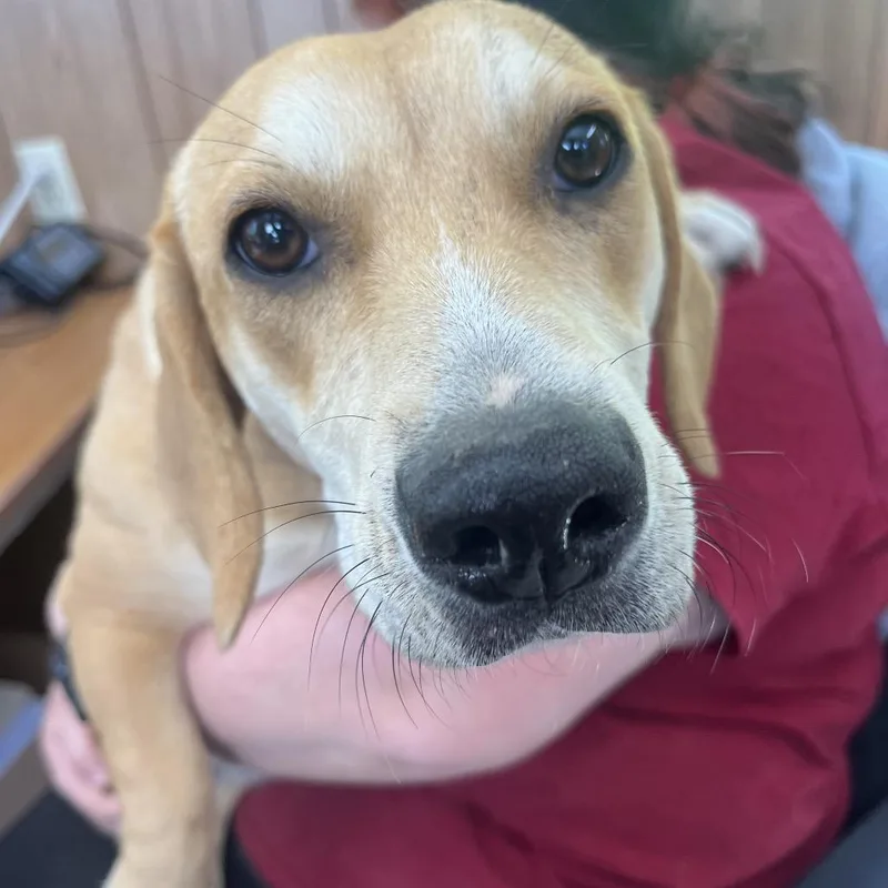 A young medium-sized female Yellow / Tan / Blond / Fawn Mixed Breed dog named Taziki for adoption in Columbiana, AL