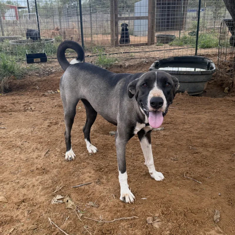 An adult medium-sized female Collie dog named Clarice for adoption in Seguin, TX