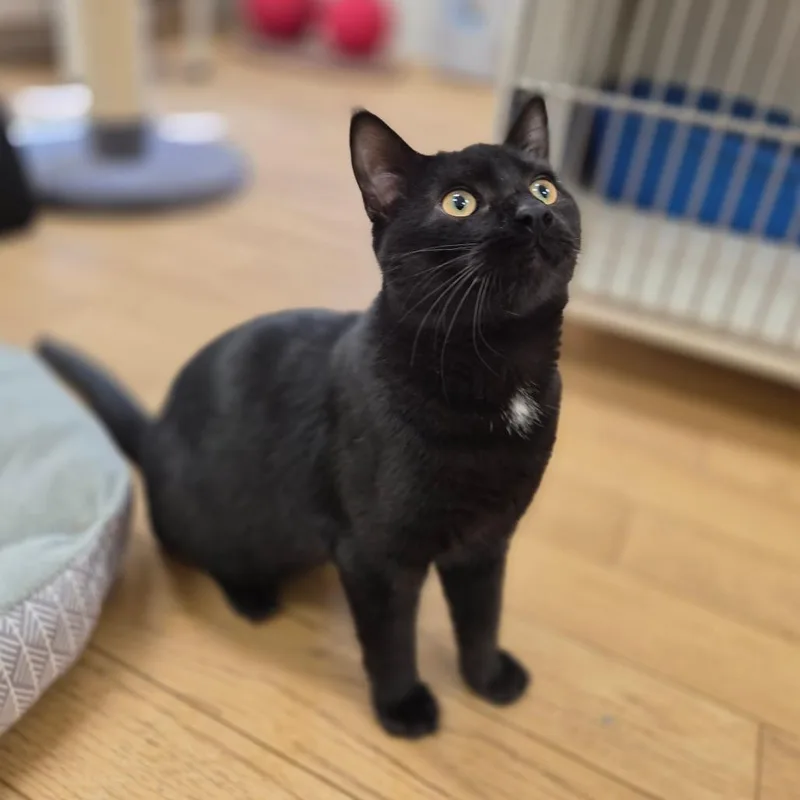 A young medium-sized male Black Domestic Short Hair cat named Ziggy for adoption in Woodstock, IL