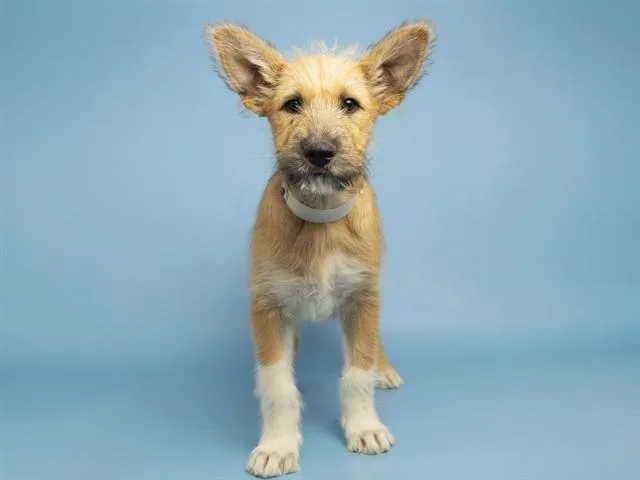 A young small-sized male Dutch Shepherd dog named Pacco for adoption in Phoenix, AZ