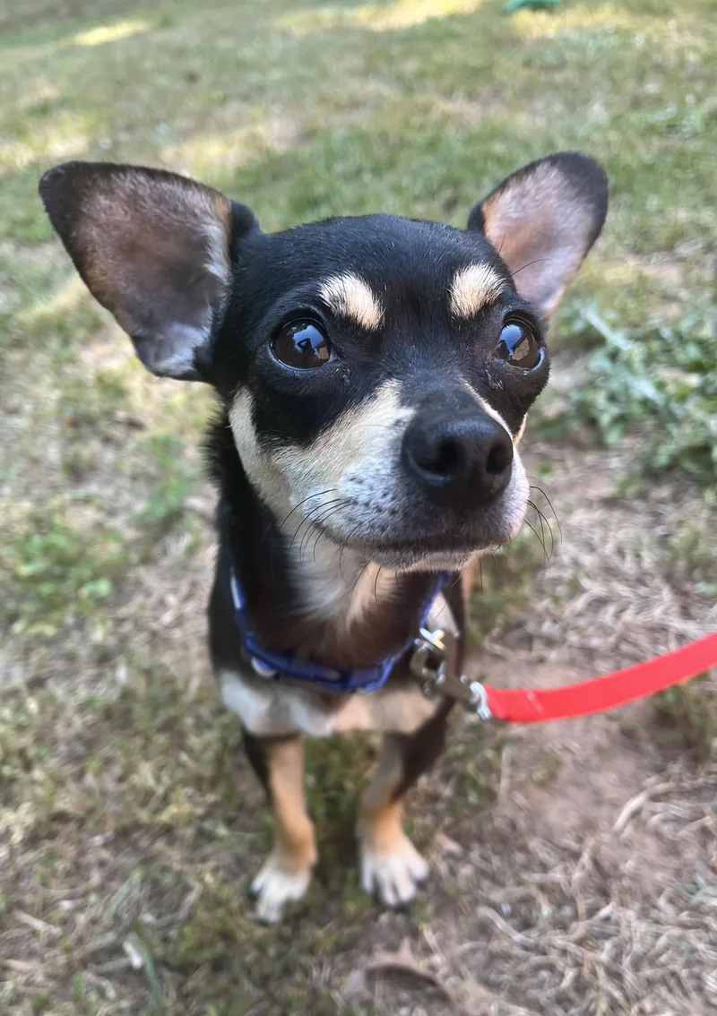 An adult small-sized female Black Chihuahua dog named Carlita for adoption in Sanford, NC