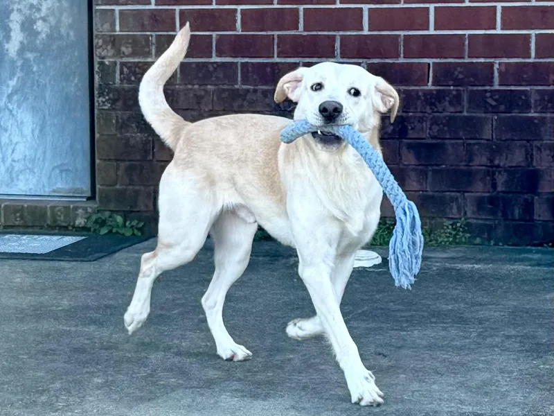 A young large-sized male White / Cream Labrador Retriever dog named Finn for adoption in New Canaan, CT