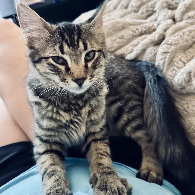 A young small-sized male Brown / Chocolate Domestic Medium Hair cat named Lancelot for adoption in Fort Worth, TX