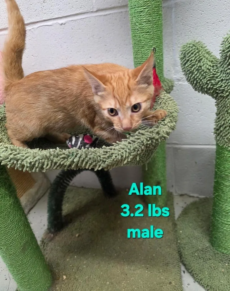 Alan