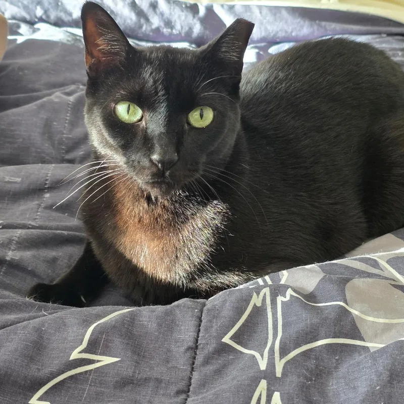 An adult large-sized male Black Domestic Short Hair cat named Fang for adoption in Hamburg, NY