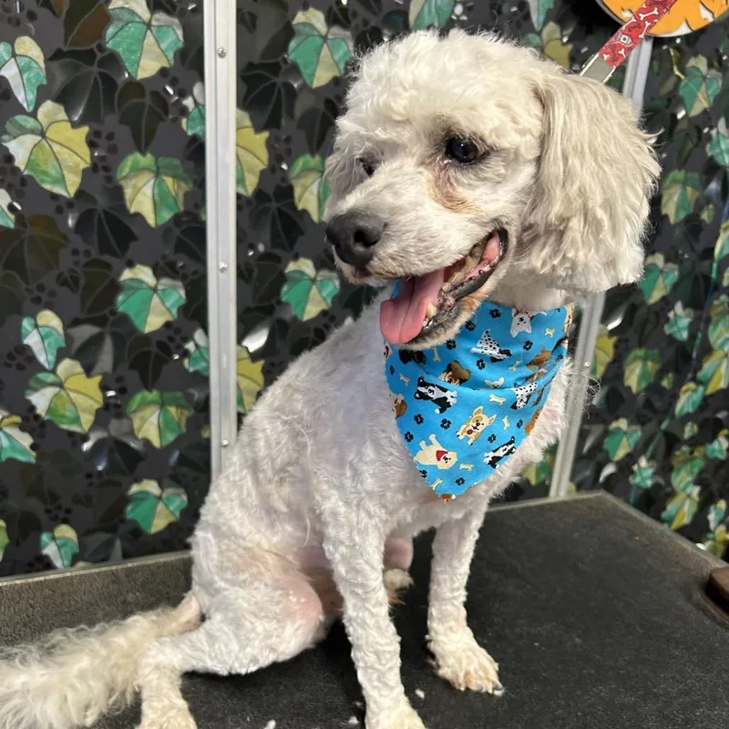 A senior small-sized male Standard Poodle dog named Raymond James for adoption in Houston, TX