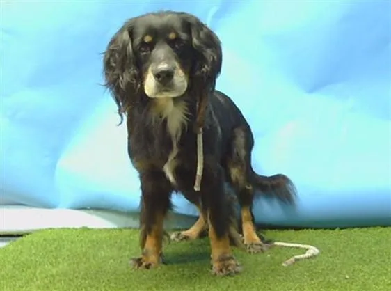 An adult medium-sized male Cocker Spaniel dog named A for adoption in Gardena, CA