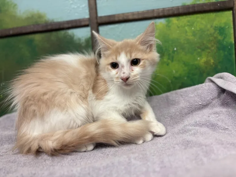 A baby small-sized male Domestic Short Hair cat named Sunny for adoption in Houston, TX