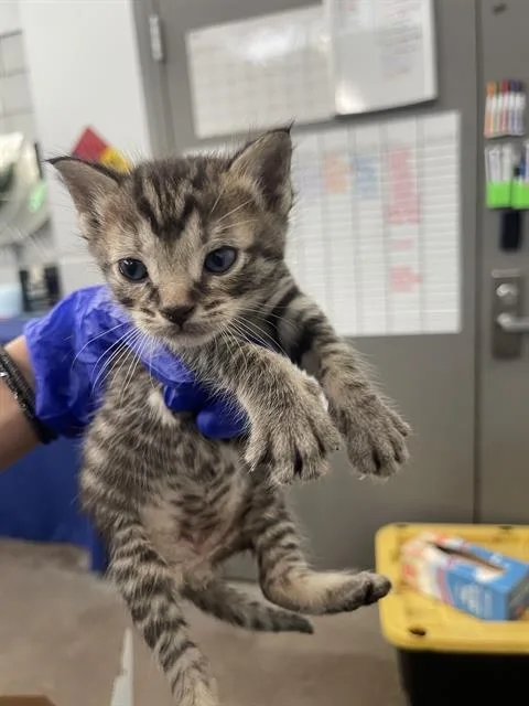 A baby medium-sized male Domestic Short Hair cat named Levi for adoption in Dallas, TX