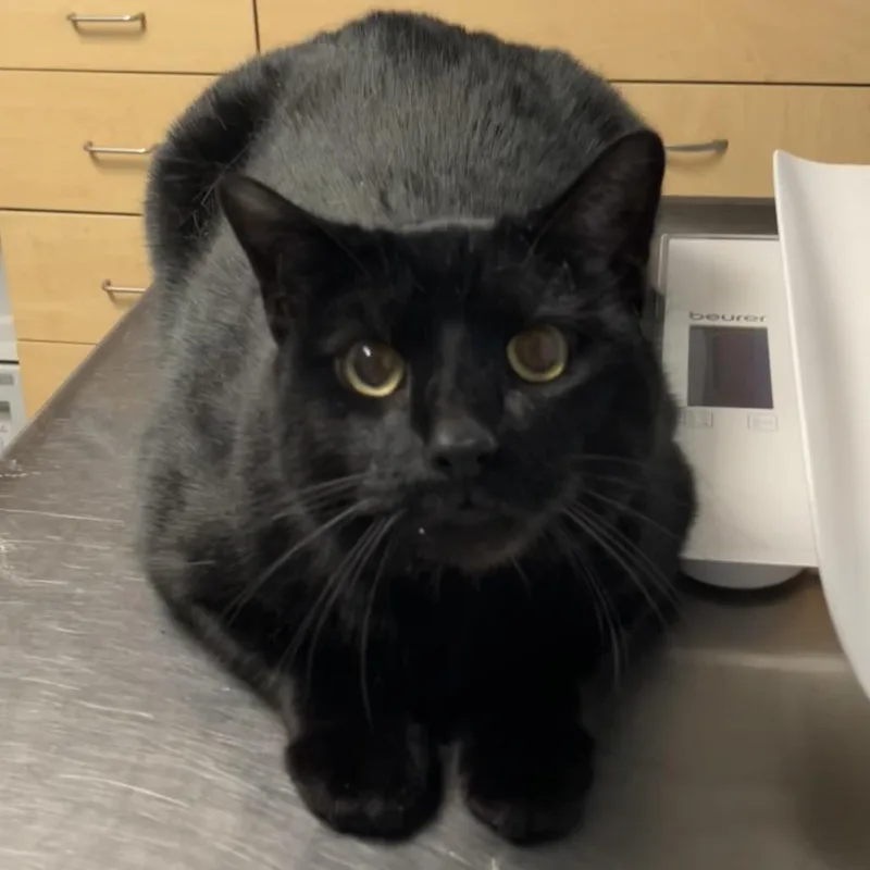 A senior extra large-sized male Black Domestic Short Hair cat named Bear for adoption in DeKalb, IL