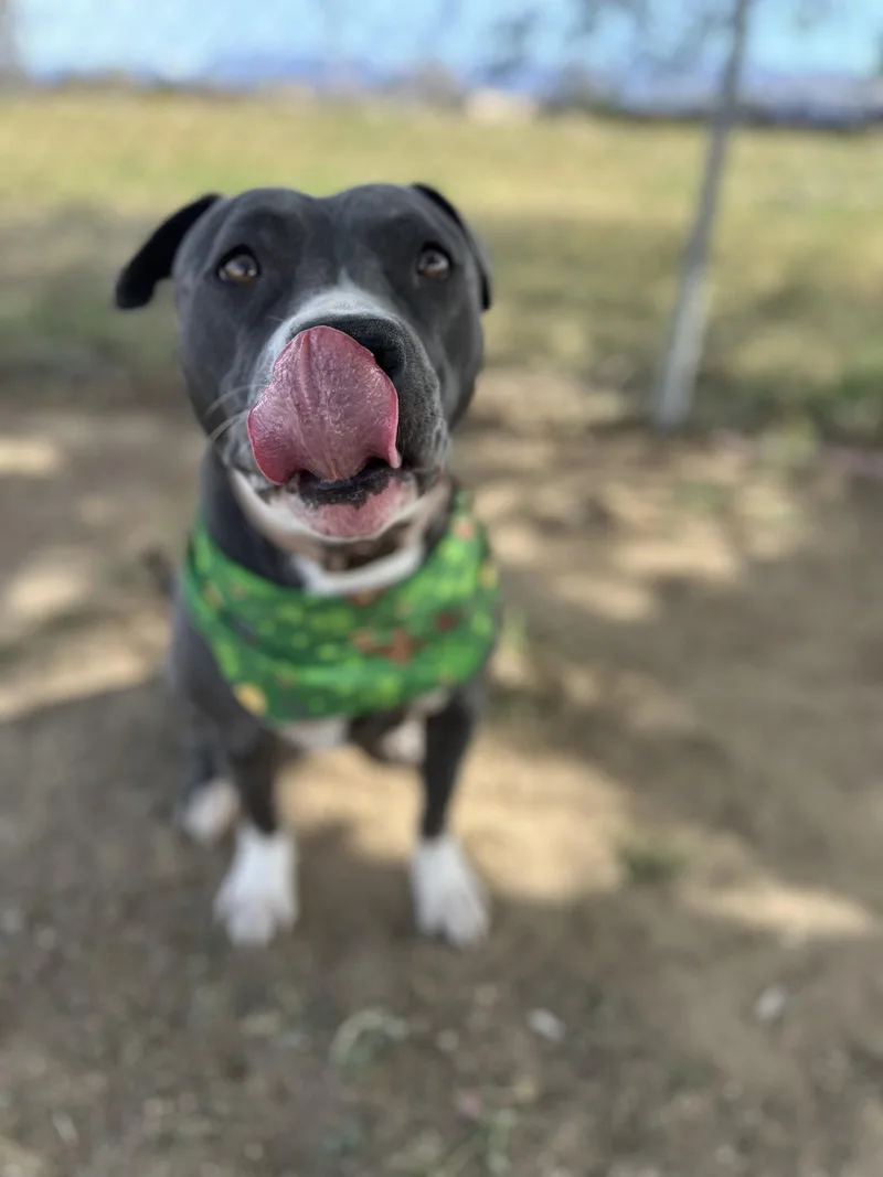 Rosie thumbnail 3