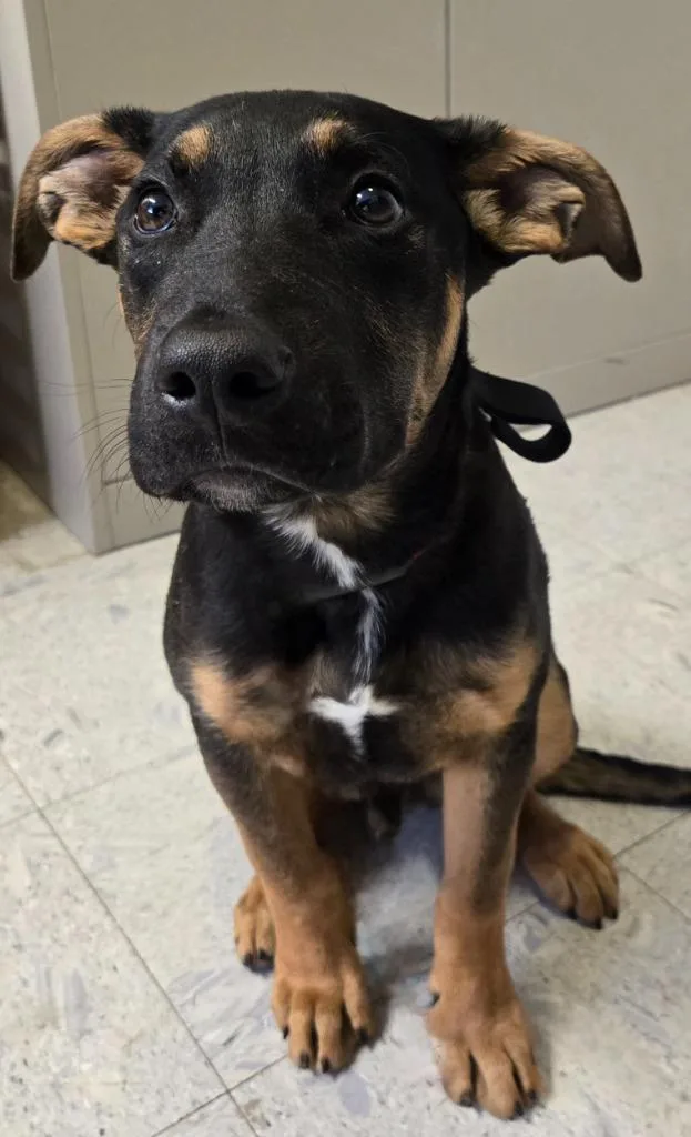 A baby medium-sized male Shepherd dog named Teak for adoption in Sandusky, OH