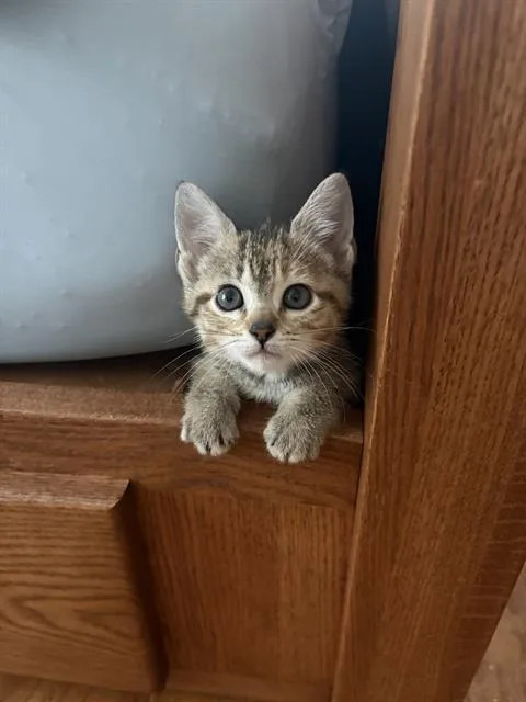 A baby small-sized female Domestic Short Hair cat named Princess Donut for adoption in Sugar Land, TX