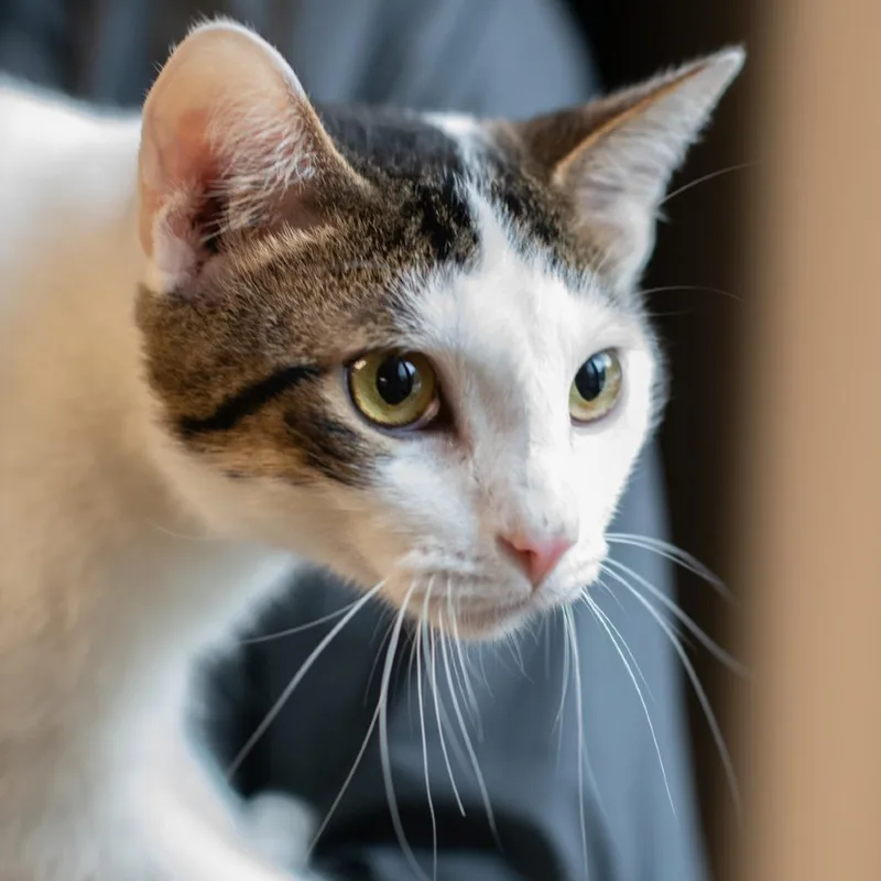 An adult small-sized male White Domestic Short Hair cat named Brian for adoption in Bartlett, TN