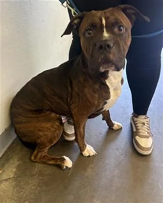 A young large-sized male Pit Bull Terrier dog named Scar for adoption in Los Angeles, CA