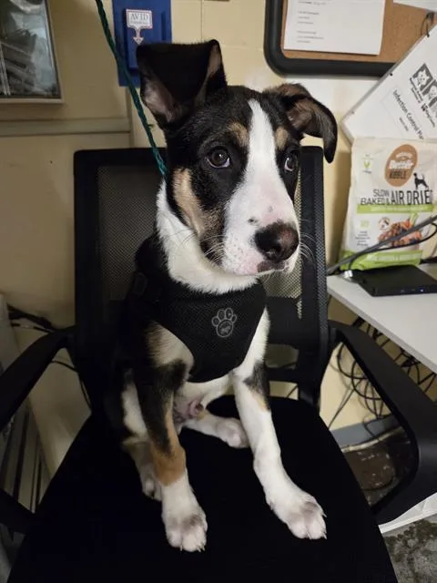 A baby small-sized male Australian Kelpie dog named Thunder for adoption in Kent, WA
