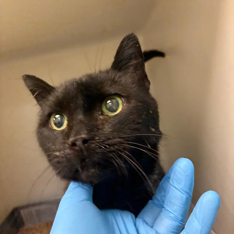 A senior medium-sized male Black Domestic Short Hair cat named Mister Kisses for adoption in Harrisonburg, VA