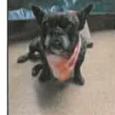 An adult small-sized female Black French Bulldog dog named Coco for adoption in Pacifica, CA