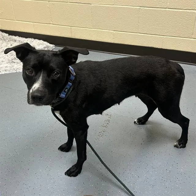 An adult medium-sized female Australian Shepherd dog named Dragonfly for adoption in Denver, CO