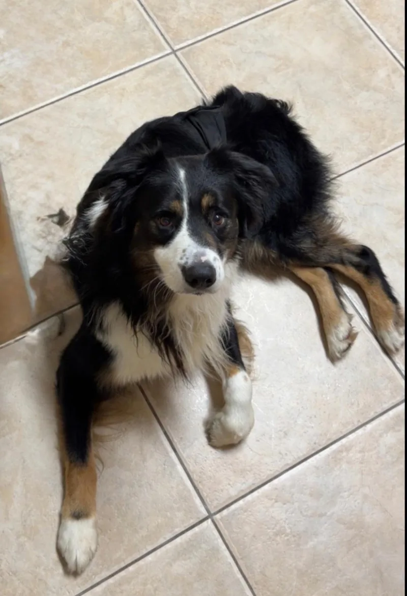 An adult medium-sized male Tricolor (Brown, Black, & White) Australian Shepherd dog named Ransom for adoption in Orlando, FL