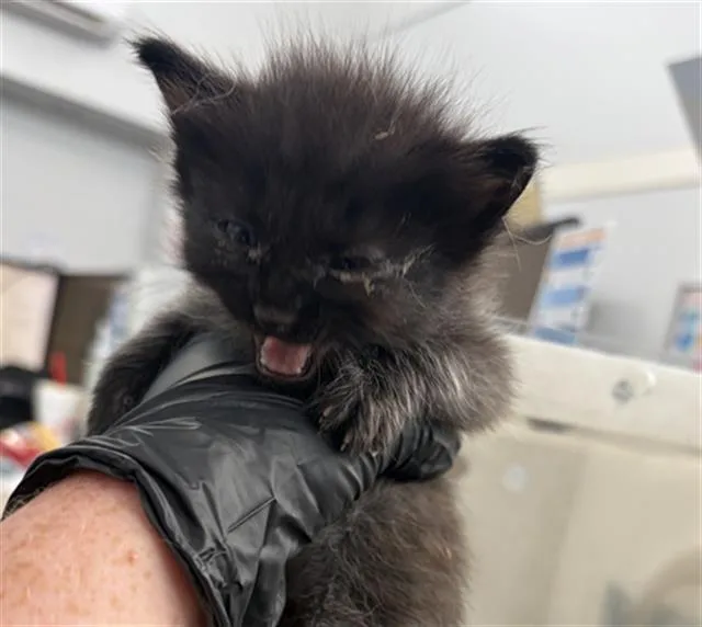 A baby medium-sized male Domestic Short Hair cat named Kevlar for adoption in Dallas, TX