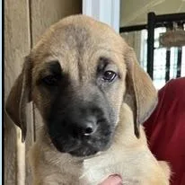 A baby small-sized male Yellow / Tan / Blond / Fawn Great Pyrenees dog named Jeremy for adoption in Briarcliff Manor, NY