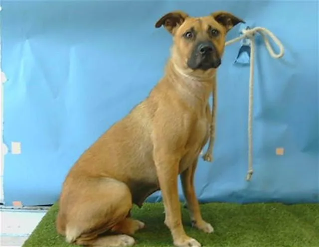 A young medium-sized female Black Mouth Cur dog named Raven for adoption in Gardena, CA