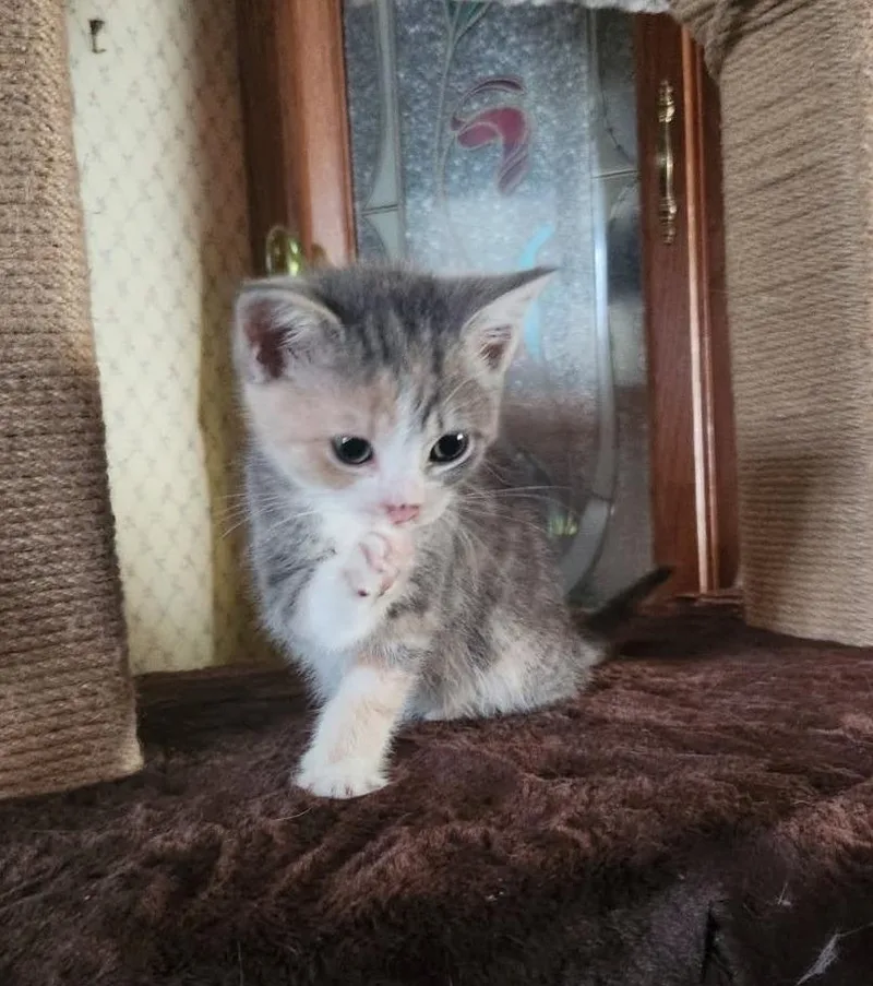 A baby medium-sized female Domestic Short Hair cat named Jaina for adoption in Parkville, MD