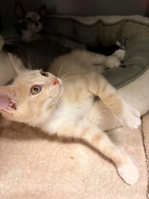 A baby small-sized male Domestic Short Hair cat named Nuan for adoption in Leesburg, VA