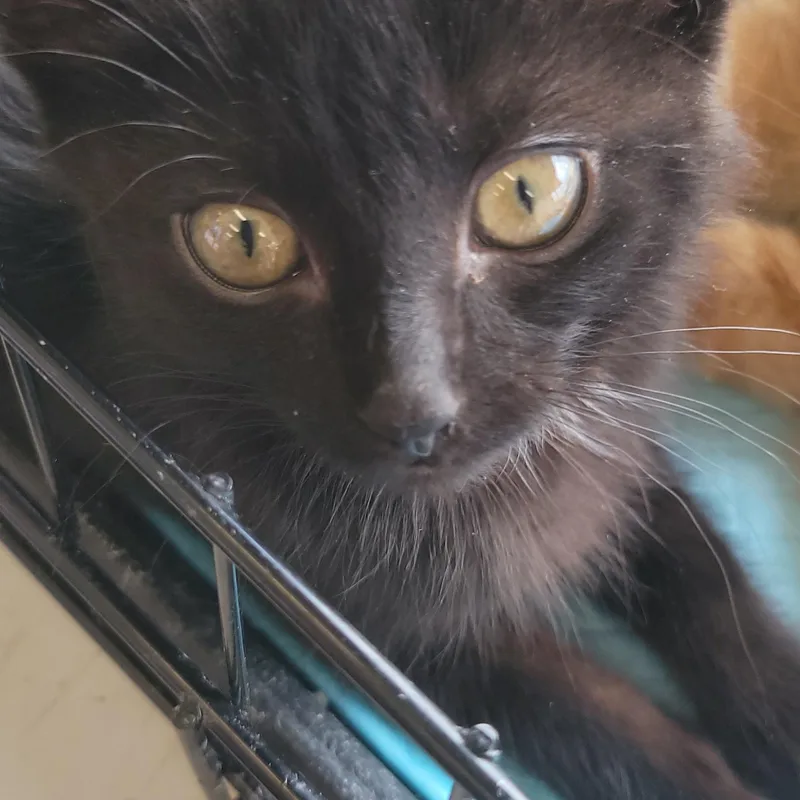 A baby medium-sized female Black Domestic Short Hair cat named Tina for adoption in Racine, WI
