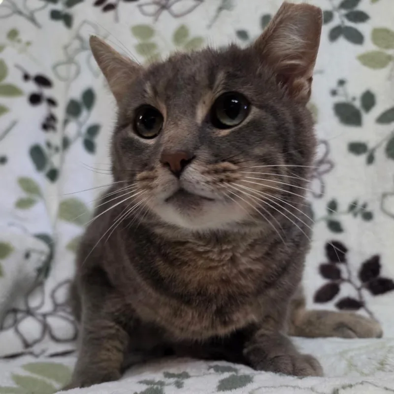 An adult medium-sized male Gray / Blue / Silver Domestic Short Hair cat named Froggy for adoption in Graham, WA